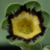 Auricula Buck's Green - Abriachan Nurseries